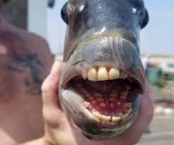 goofy ahhhhh - Guess Who Template