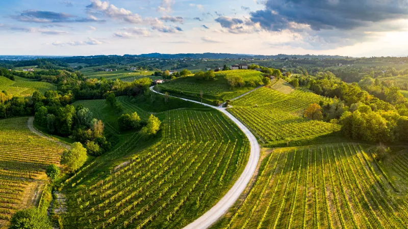 SODAS - Guess Who Template