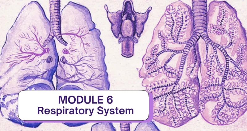 Respiratory System Guess Who