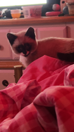 The freind group  - Guess Who Template