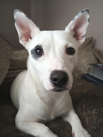 Guess who is Reece - Guess Who Template