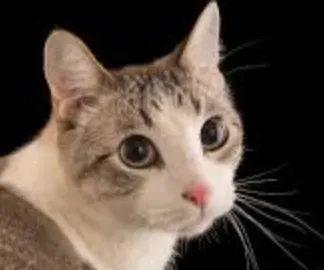 IV Go!, celebridades, animales, y figuras - Guess Who Template