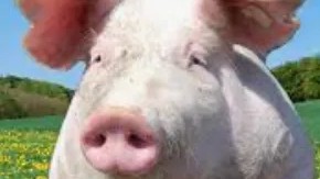 II Animales - Guess Who Template