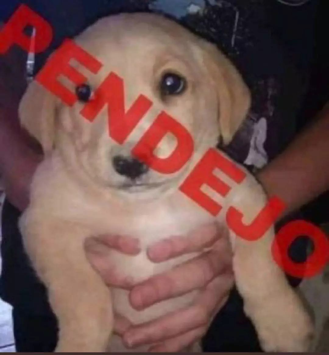 pendejos todos - Guess Who Template