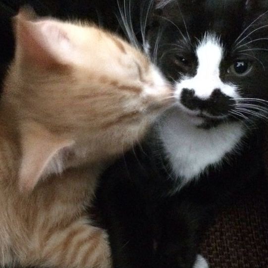 Anak df - Guess Who Template