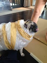 pugs