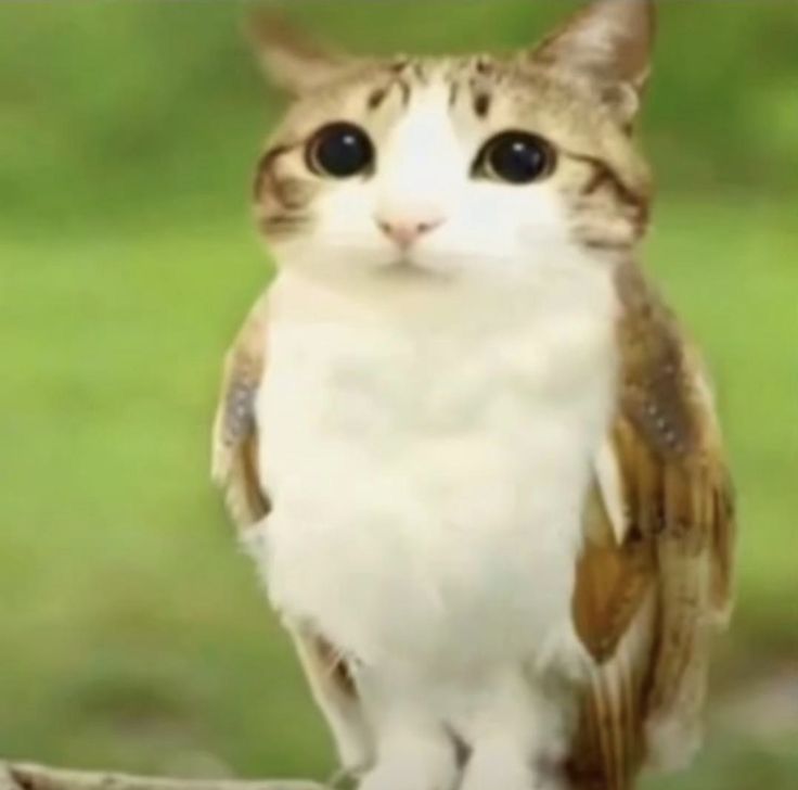 anime Meow