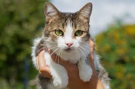 Animals around us