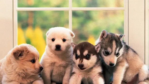 Guess the doggo!!