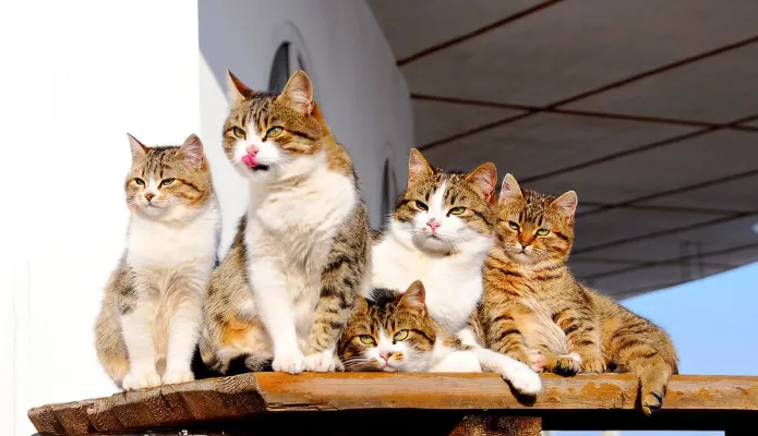 Guess the kitty!